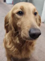 AKC Male Golden Retriever, a male Golden Retriever for sale in San Luis Obispo, CA – Photo 3 of 4