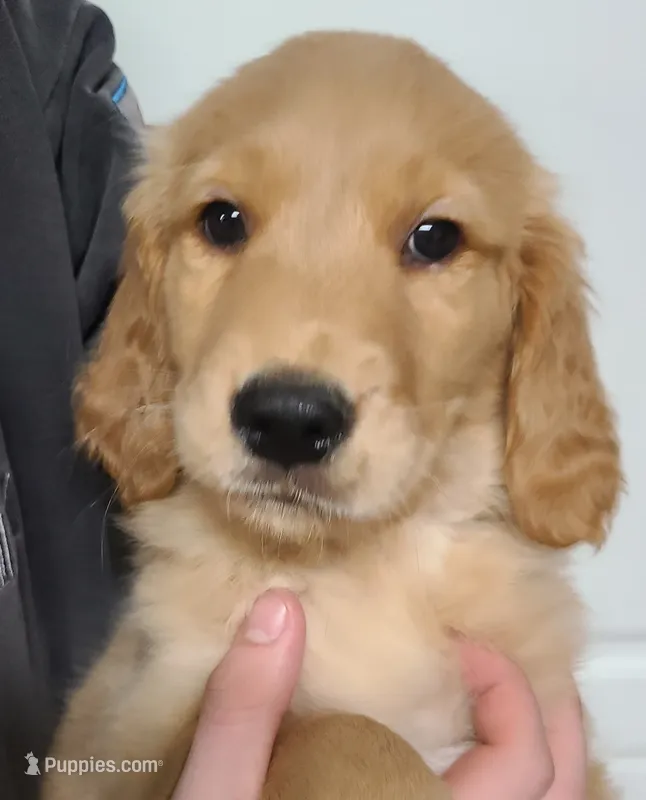 AKC Male Golden Retriever