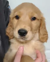 AKC Male Golden Retriever, a male Golden Retriever for sale in San Luis Obispo, CA – Photo 1 of 4