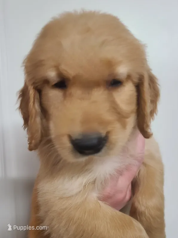 Princess - AKC Golden Retriever  – Golden Retriever puppy for sale in San Luis Obispo, CA