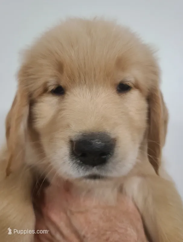 Tanner - AKC Golden Retriever  – Golden Retriever puppy for sale in San Luis Obispo, CA