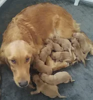 Red - Rolan, a male Golden Retriever for sale in San Luis Obispo, CA – Photo 4 of 4