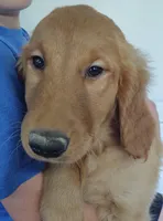 Red - Rolan, a male Golden Retriever for sale in San Luis Obispo, CA – Photo 1 of 4