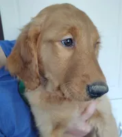 Red - Rolan, a male Golden Retriever for sale in San Luis Obispo, CA – Photo 2 of 4