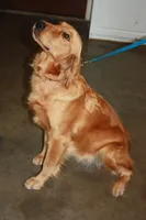AKC American Male, a  Golden Retriever for sale in San Luis Obispo, CA – Photo 2 of 3