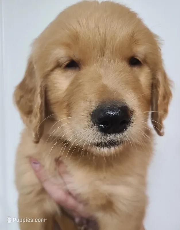 Brownie (B) – Golden Retriever puppy for sale in San Luis Obispo, CA
