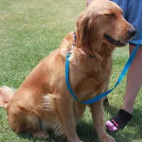 Brownie (B), a male Golden Retriever for sale in San Luis Obispo, CA – Photo 5 of 9