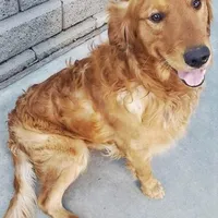 Brownie (B), a male Golden Retriever for sale in San Luis Obispo, CA – Photo 8 of 9