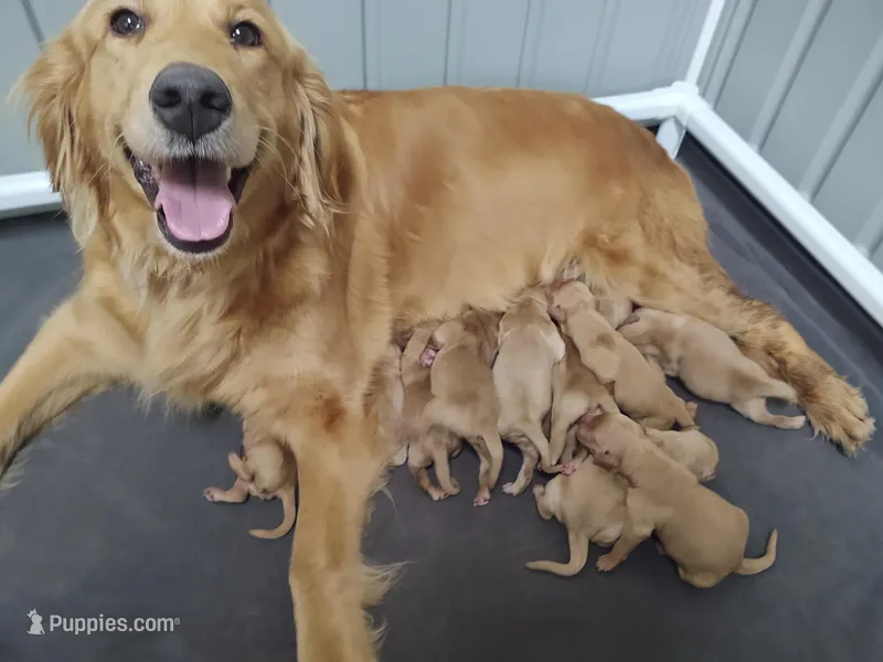Brownie (B) – Golden Retriever puppy on hold in San Luis Obispo, CA