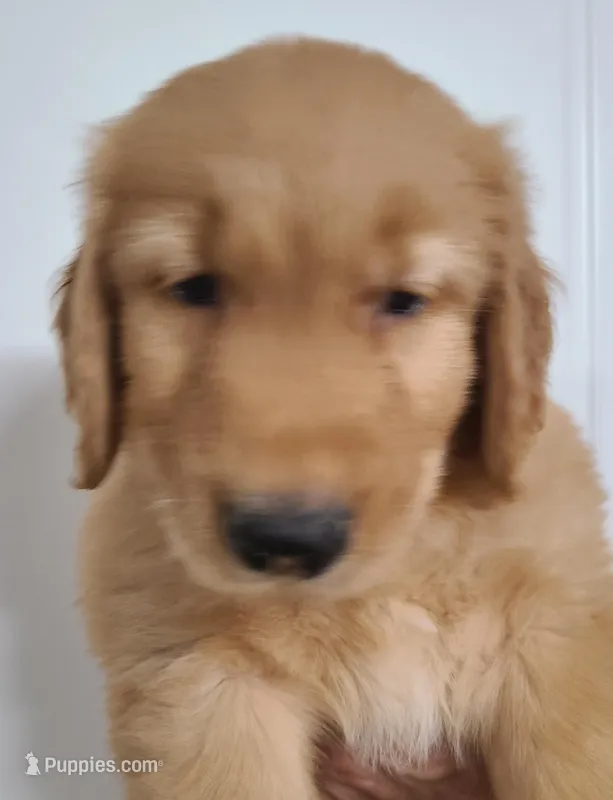 Brownie (B) – Golden Retriever puppy on hold in San Luis Obispo, CA