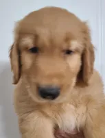 Brownie (B), a male Golden Retriever for sale in San Luis Obispo, CA – Photo 1 of 9