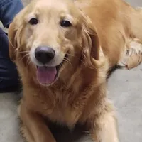 Brownie (B), a male Golden Retriever for sale in San Luis Obispo, CA – Photo 6 of 9