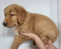 Brownie (B), a male Golden Retriever for sale in San Luis Obispo, CA – Photo 3 of 9