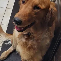 Brownie (B), a male Golden Retriever for sale in San Luis Obispo, CA – Photo 7 of 9