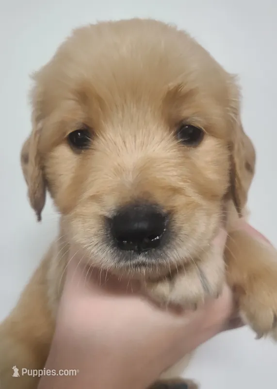 Lucky - AKC Golden Retriever  – Golden Retriever puppy for sale in San Luis Obispo, CA