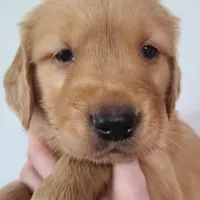 Sunny, a male Golden Retriever for sale in San Luis Obispo, CA – Photo 3 of 8