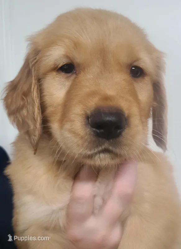 Sunny – Golden Retriever puppy for sale in San Luis Obispo, CA