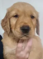 Sunny, a male Golden Retriever for sale in San Luis Obispo, CA – Photo 2 of 8