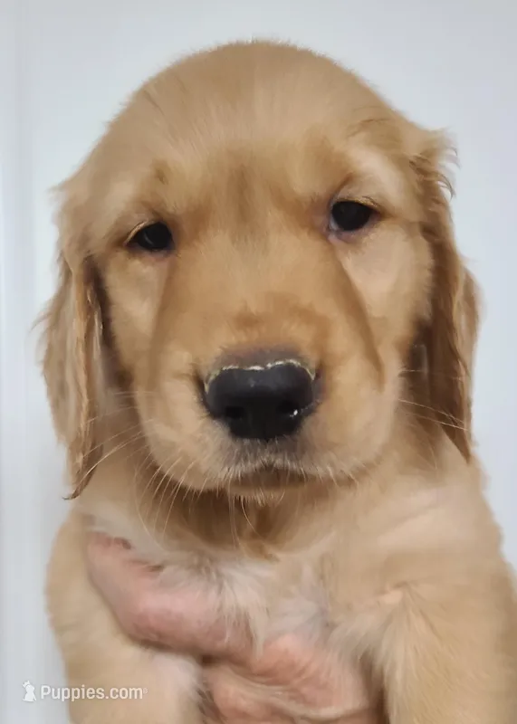 Sunny – Golden Retriever puppy for sale in San Luis Obispo, CA