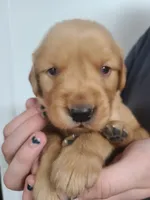 Sunny, a male Golden Retriever for sale in San Luis Obispo, CA – Photo 1 of 6