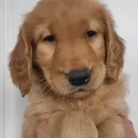 Benji, a male Golden Retriever for sale in San Luis Obispo, CA – Photo 1 of 9