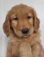 Benji, a male Golden Retriever for sale in San Luis Obispo, CA – Photo 1 of 9