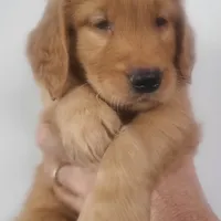 Benji, a male Golden Retriever for sale in San Luis Obispo, CA – Photo 2 of 9