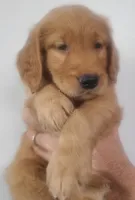 Benji, a male Golden Retriever for sale in San Luis Obispo, CA – Photo 2 of 9