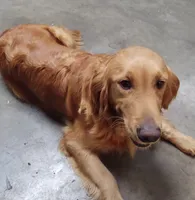Benji, a male Golden Retriever for sale in San Luis Obispo, CA – Photo 5 of 9