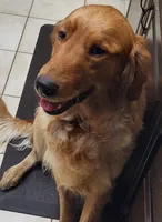 Blake, a male Golden Retriever for sale in San Luis Obispo, CA – Photo 8 of 8