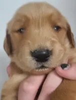 Daisy (B), a female Golden Retriever for sale in San Luis Obispo, CA – Photo 1 of 8