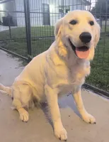 Violet, a female Golden Retriever for sale in San Luis Obispo, CA – Photo 6 of 10