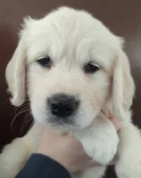 Violet, a female Golden Retriever for sale in San Luis Obispo, CA – Photo 3 of 10