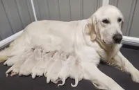 Violet, a female Golden Retriever for sale in San Luis Obispo, CA – Photo 4 of 10