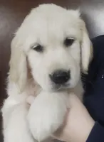 Violet, a female Golden Retriever for sale in San Luis Obispo, CA – Photo 1 of 10