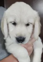 Violet, a female Golden Retriever for sale in San Luis Obispo, CA – Photo 2 of 10