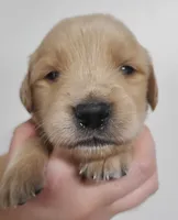 Tanner - AKC Golden Retriever , a male Golden Retriever for sale in San Luis Obispo, CA – 1 of 6