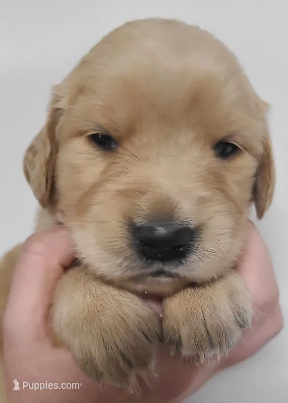 Pumpkin - AKC Golden Retriever  – Golden Retriever puppy for sale in San Luis Obispo, CA