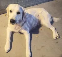 English Cream Male, a male Golden Retriever for sale in San Luis Obispo, CA – Photo 2 of 3