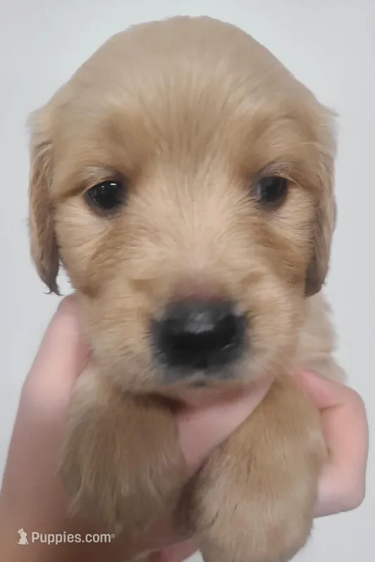Pippen - AKC Golden Retriever  – Golden Retriever puppy for sale in San Luis Obispo, CA