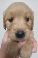 Ginger - AKC Golden Retriever , a female Golden Retriever for sale in San Luis Obispo, CA – 2 of 8