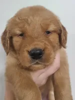 Ollie, a male Golden Retriever for sale in San Luis Obispo, CA – Photo 1 of 8