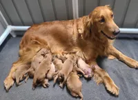 Ollie, a male Golden Retriever for sale in San Luis Obispo, CA – Photo 3 of 8