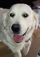 AKC English Cream pup #5, a female English Cream Golden Retriever for sale in San Luis Obispo, CA – 8 of 9