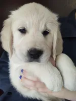 Ruby, a female Golden Retriever for sale in San Luis Obispo, CA – Photo 4 of 10