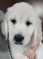 Ruby, a female Golden Retriever for sale in San Luis Obispo, CA – Photo 3 of 10