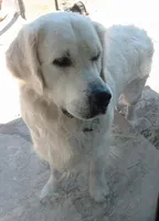 Ruby, a female Golden Retriever for sale in San Luis Obispo, CA – Photo 9 of 10