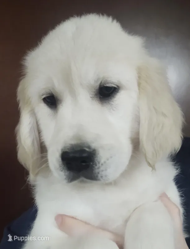 Ruby, a female Golden Retriever for sale in San Luis Obispo, CA – Photo 1 of 10