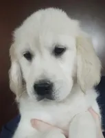 Ruby, a female Golden Retriever for sale in San Luis Obispo, CA – Photo 1 of 10