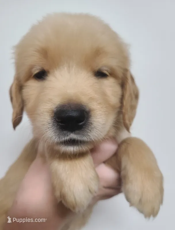 Tanner - AKC Golden Retriever  – Golden Retriever puppy for sale in San Luis Obispo, CA